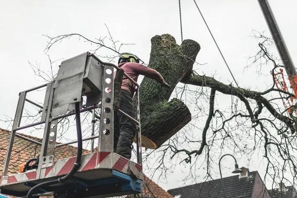 Reliable Tree Cutting Service for Homes and Businesses